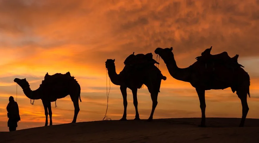 Everything You Need To Know About Desert Safari Dubai