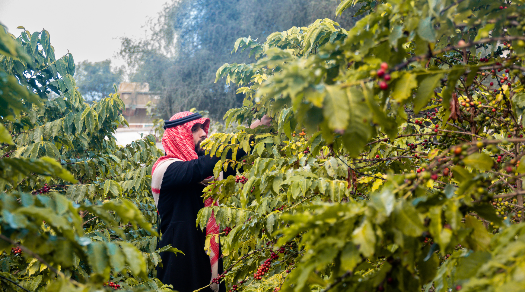 A woman harvesting ripe coffee beans from a lush green coffee tree in a sunny environment.