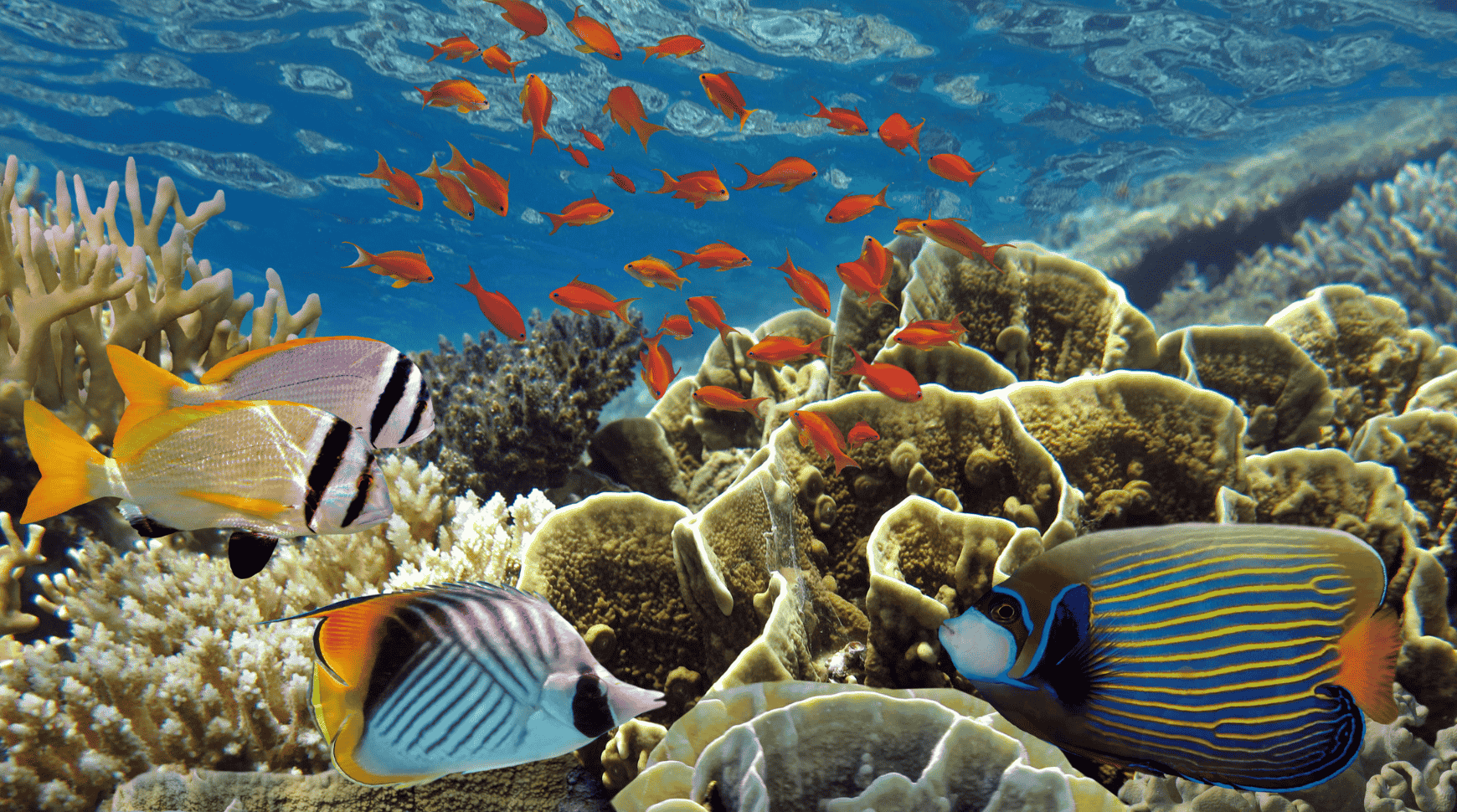 Red Sea, The Travel Hotspot